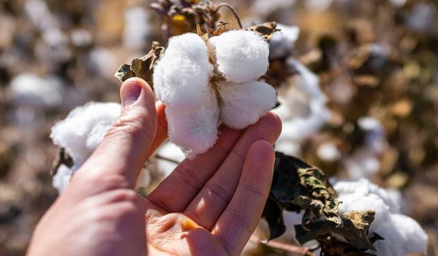 Hand Holding Cotton.jpg